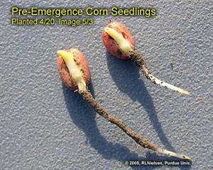 Pre-Emergence Corn Seedlings Planted 4/20. Image 5/3