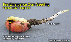 Pre-Emergence Corn Seedling Planted 4/20, Image 5/3