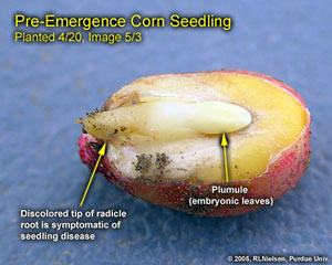 Pre-Emergence Corn Seedling. Planted 4/20, Image 5/3