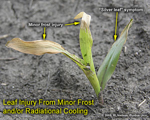 Leaf Injury from Minor Frost and/or Radiational Cooling