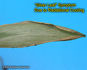 Silver Leaf Symptom Due to Radiational Cooling