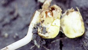 Seedcorn maggot damaged seed