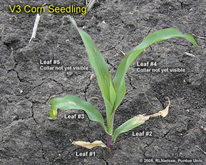 V3 corn seedling