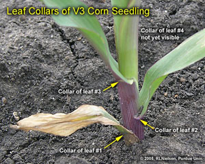 Leaf collars of V3 corn seedling