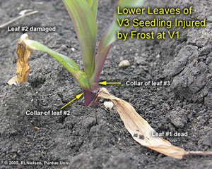 Lower leaves of V3 Seedling Injured by Frost at V1