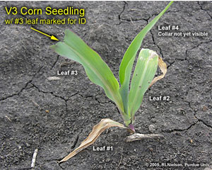 V3 corn seedling w/ #3 leaf marked for ID