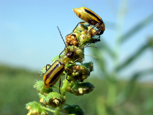 Western corn rootworm beetles feeding on fiant ragweed pollen
