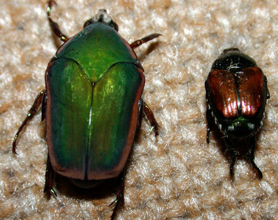 Green June beetle and Japanese beetle