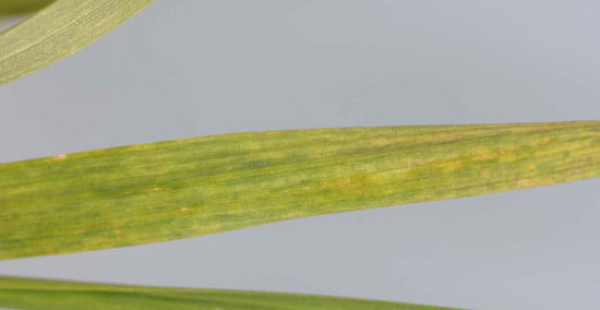 Severe mosaic on a susceptible variety of wheat. Either virus, or both, could produce these symptoms.