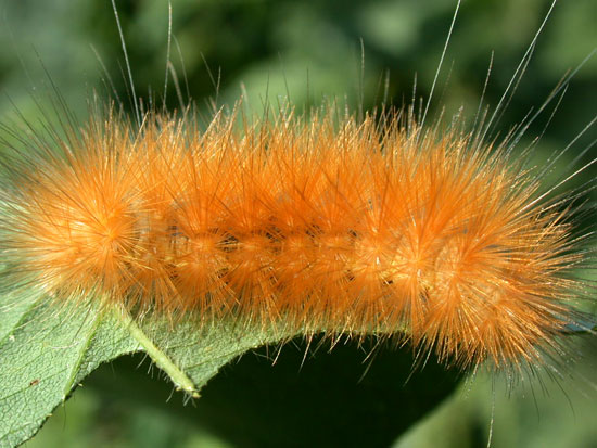 woollybear caterpillar (harmless)