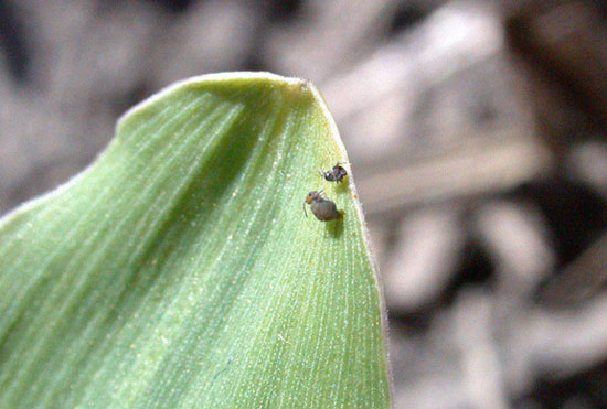 Globular springtail on corn leaf