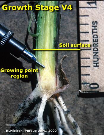 growth stage V4 in corn