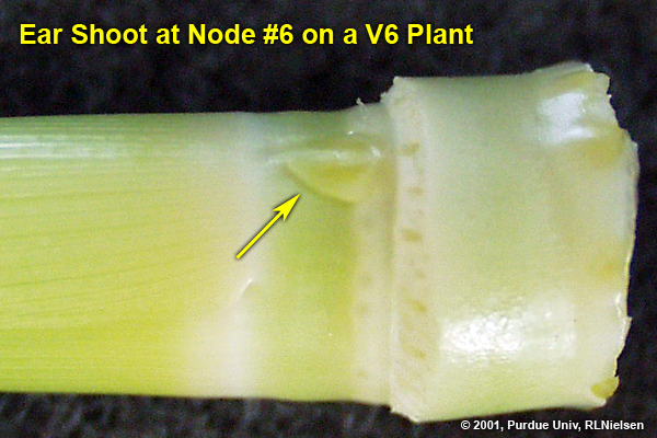 Ear shoot at node #6 on a V6 plant