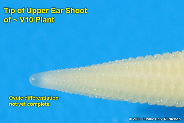 tip of upper ear shoot of V10 plant
