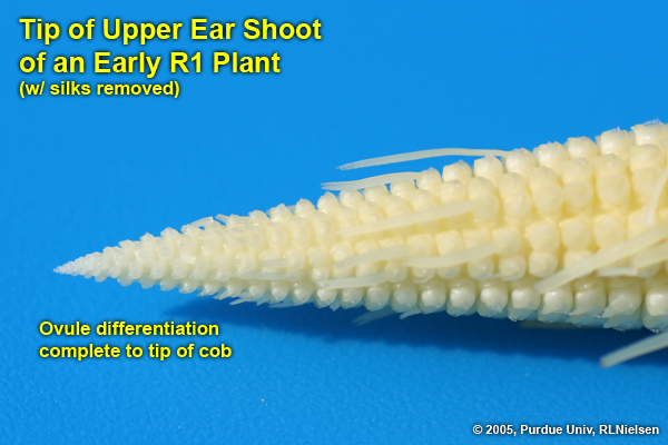 tip of upper ear shoot of an early R1 plant