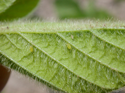 tailpipes on rear and antennae on the head of soybean aphid