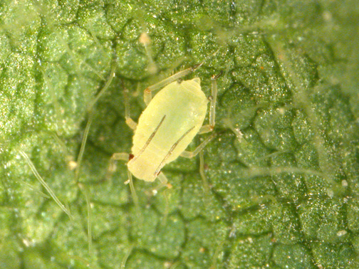 potato leafhopper nymph and soybean aphid