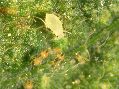 soybean aphid and spider mites