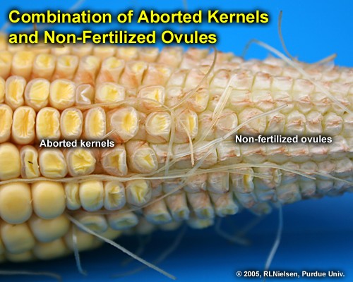 combination of aborted kernels and nonfertilized ovules