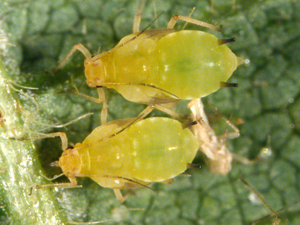 close up of soybean aphid