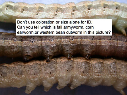 Can you tell which is fall armyworm, corn earworm, or western bean cutworm