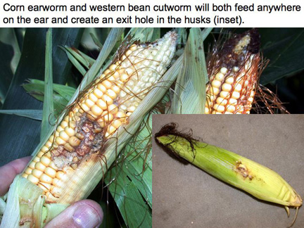 corn earworm and western bean cutworm will feed anywhere on the ear and create an exit hole in the husks