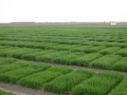 purdue wheat research plot