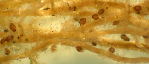 corn cyst nematodes on root