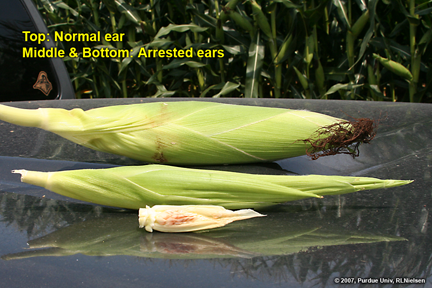 top: normal ear, Middle & bottom: arrested ears
