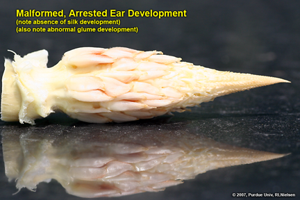 malformed, arrested ear development