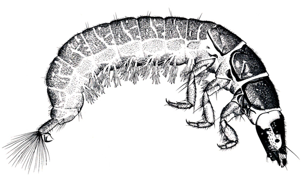 Filter-feeding caddisfly larva