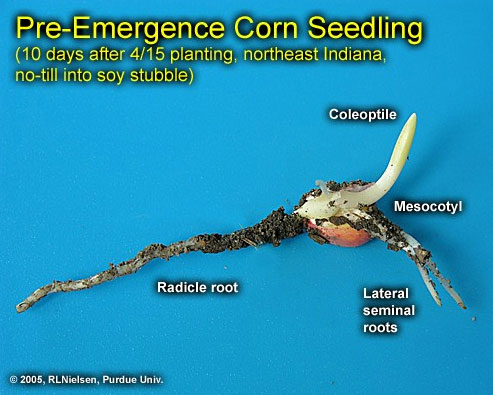pre-emergence corn seedling