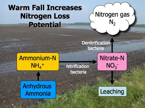 nitrogen loss