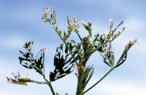 alfalfa weevil damage