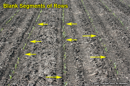 field with numerous short blank segments of row