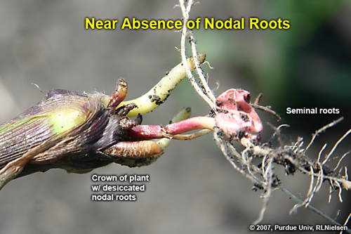 desiccated, dead nodal roots