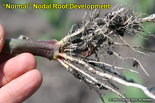 nodal roots of normal plant