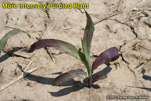 more intensely purple plant