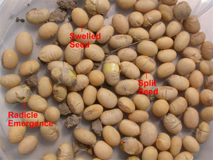 Results of soybean germination test
