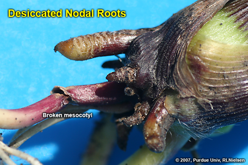 desiccated nodal roots