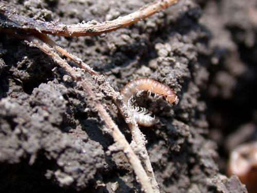 millipede and damaged corn roots