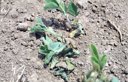 weevil complex damage to soybean seedlings