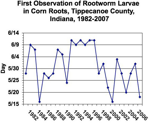 first observation of rootworm larvae graph