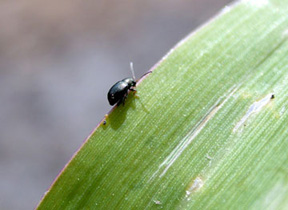 corn flea beetle
