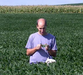 Krupke in soybean field