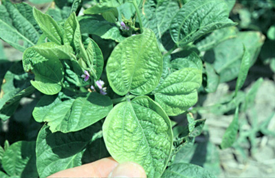 symptoms of potato leafhopper damage
