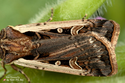 close up of western bean cutworm moth