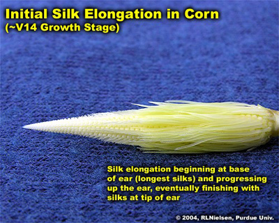initial silk elongation in corn