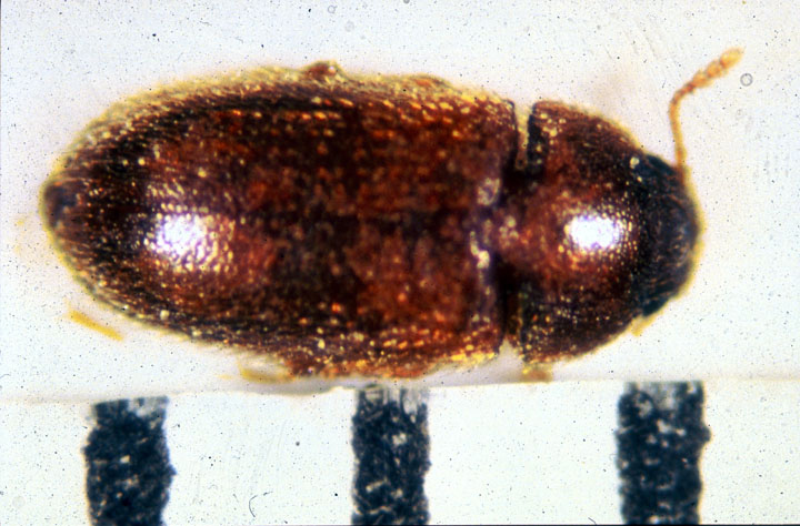 foreign grain beetle foreign grain beetle