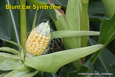 blunt ear syndrom